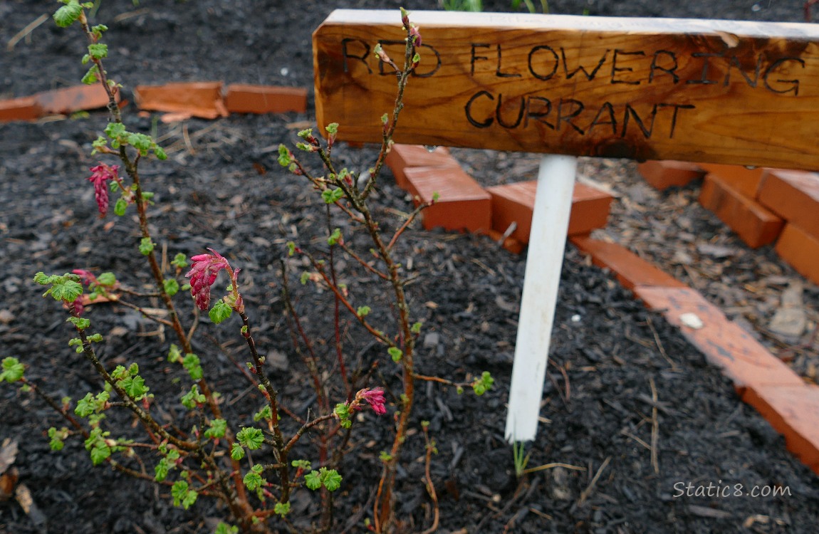 a small Red Flowering Currant with a couple blooms next to a sign that says Red Flowering Currant