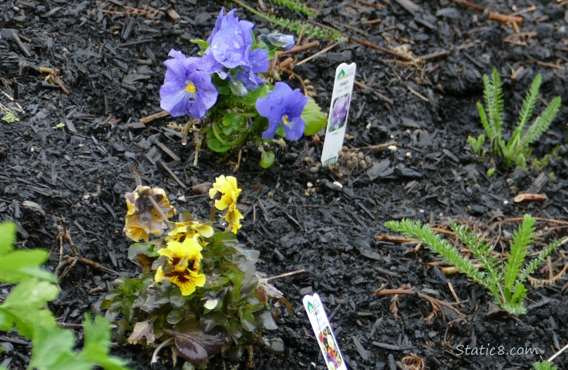 Pansy blooms in dark mulch