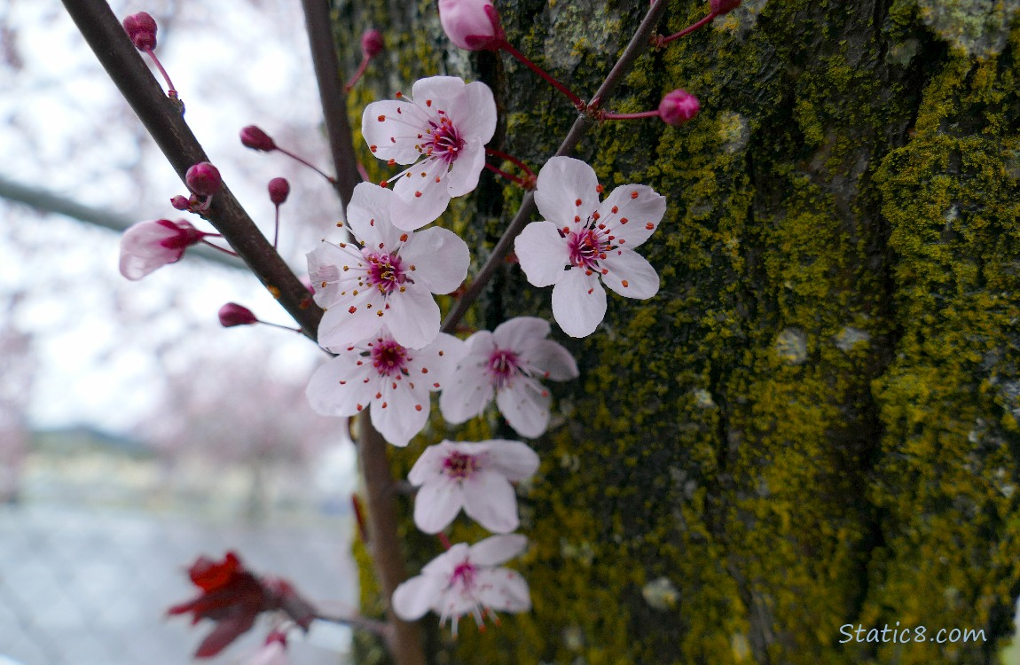 Cherry blossoms in front of the tree trunk