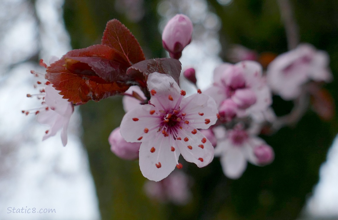 Cherry blossoms on a grey day