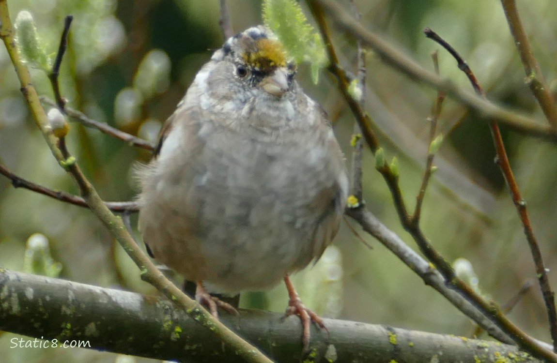 Golden Crown Sparrow standing on a stick
