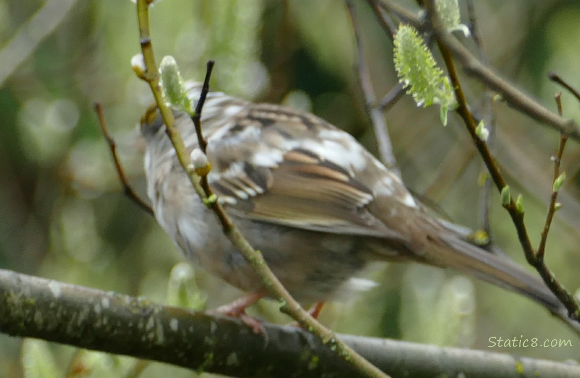 Blurry Golden Crown Sparrow standing on a stick