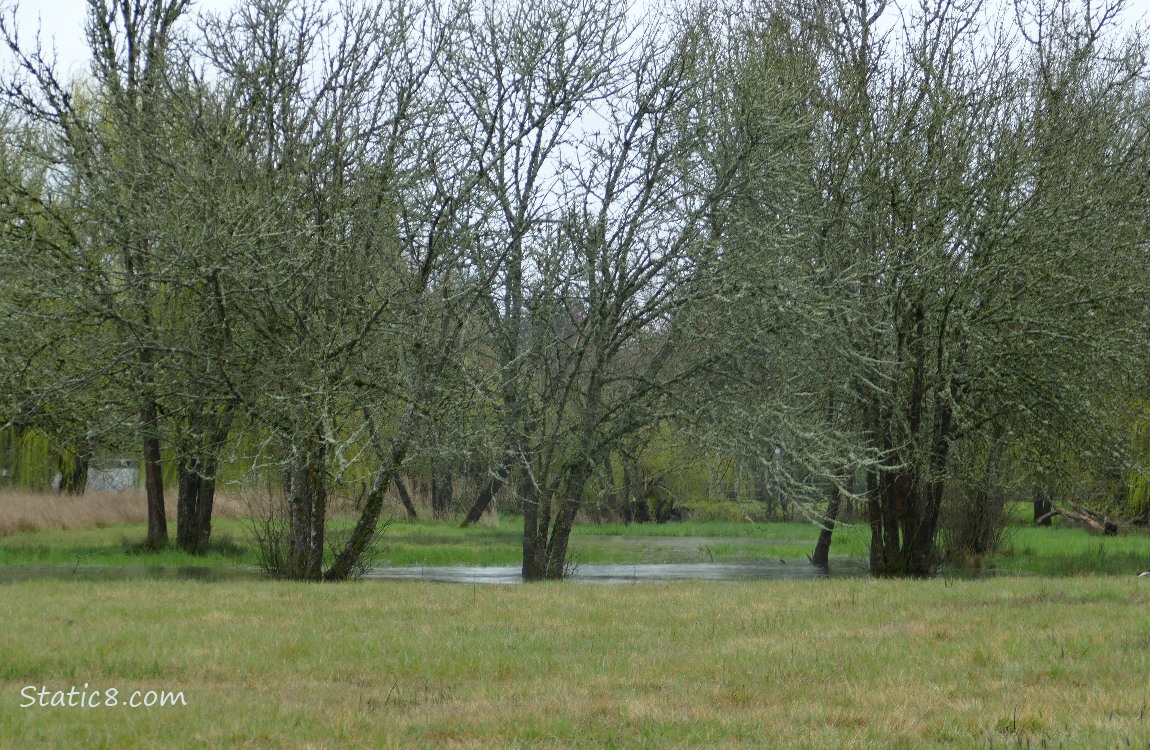 Trees over a puddle in the grass