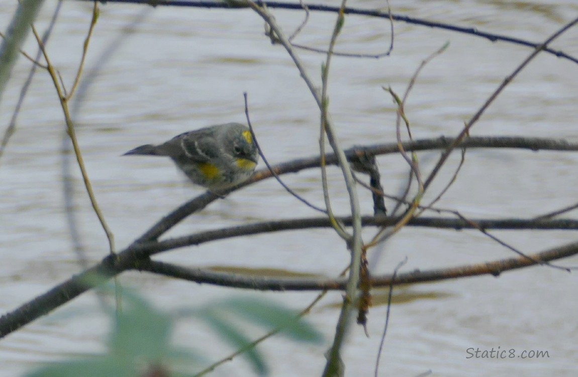 Yellow Rump Warbler standing on a twig over the water
