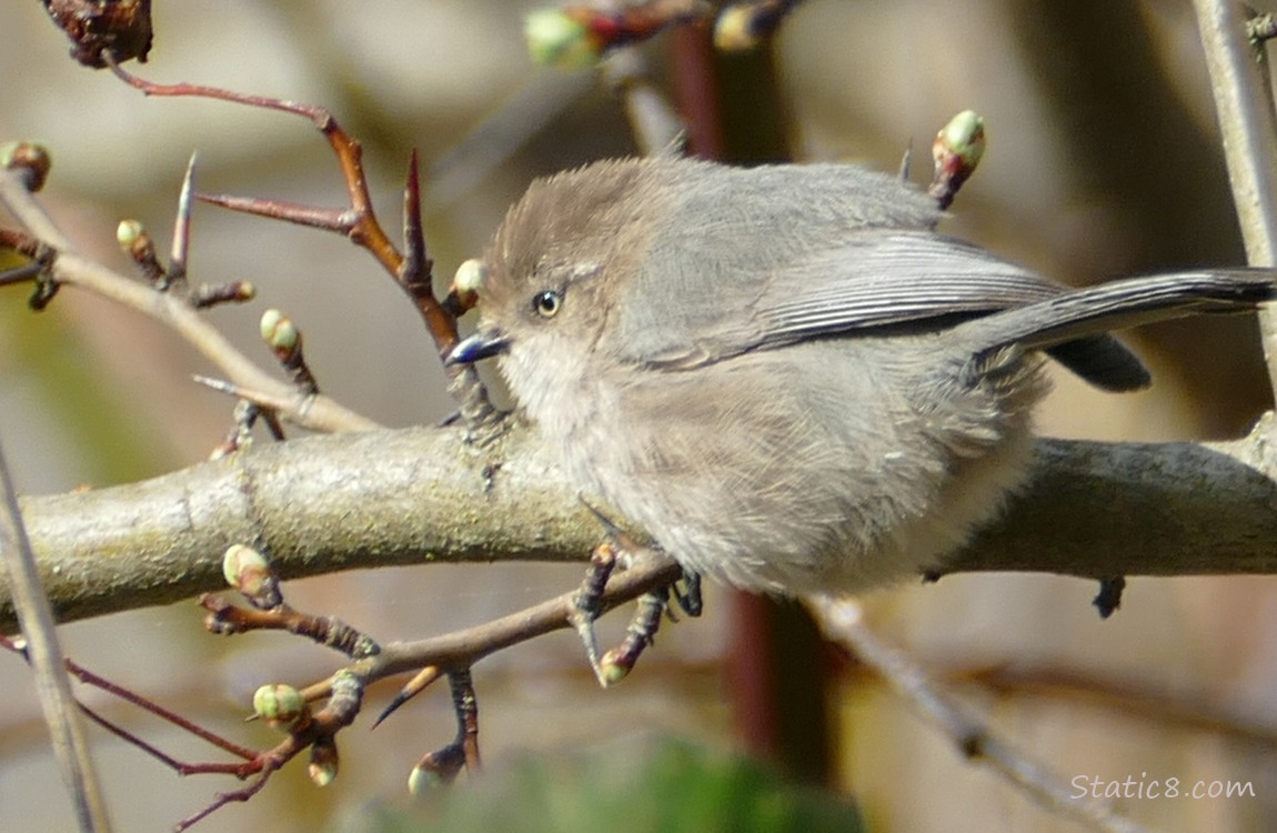 Bush tit standing on a branch that's starting to bud out