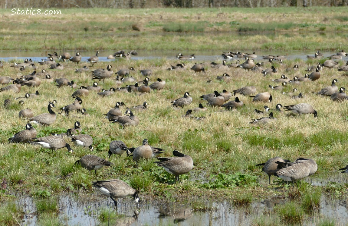 Cackling Geese in the grass
