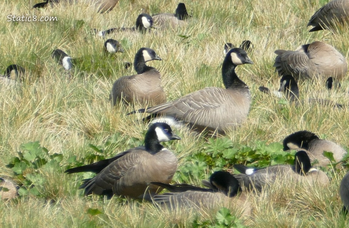 Cackling Geese in the grass