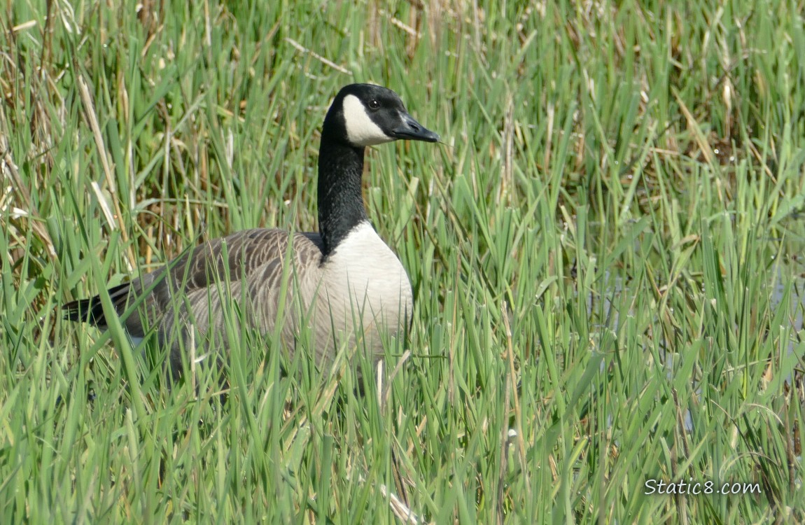 Canada Goose standing in the grass