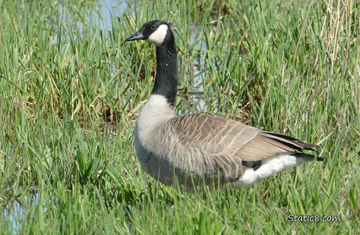 Canada Goose standing in the grass