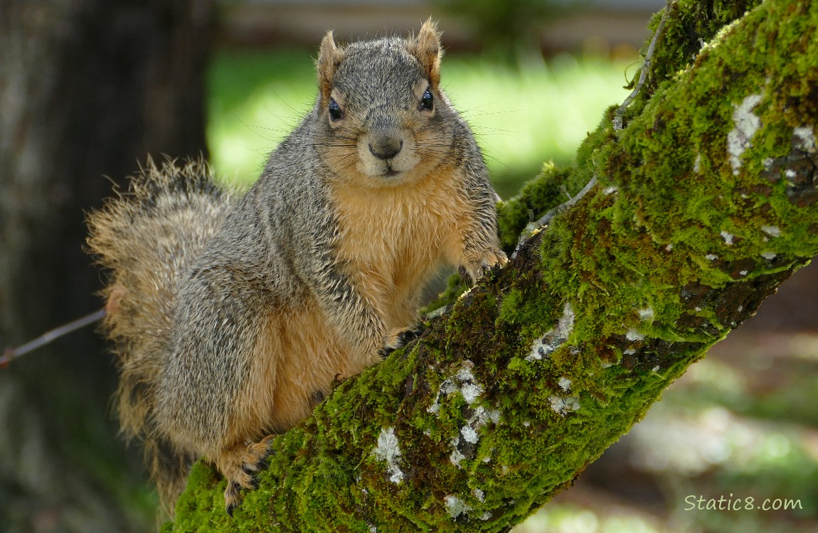 Squirrel standing on a mossy branch