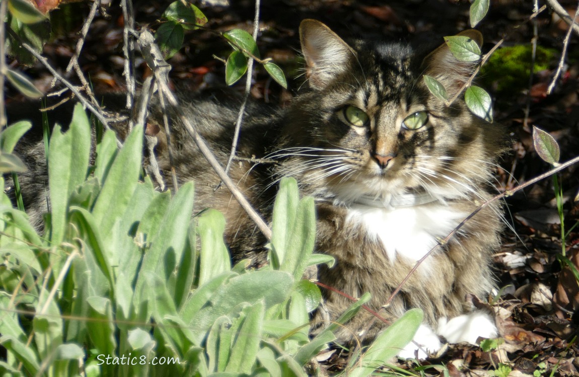 Cat laying behind some green leaves