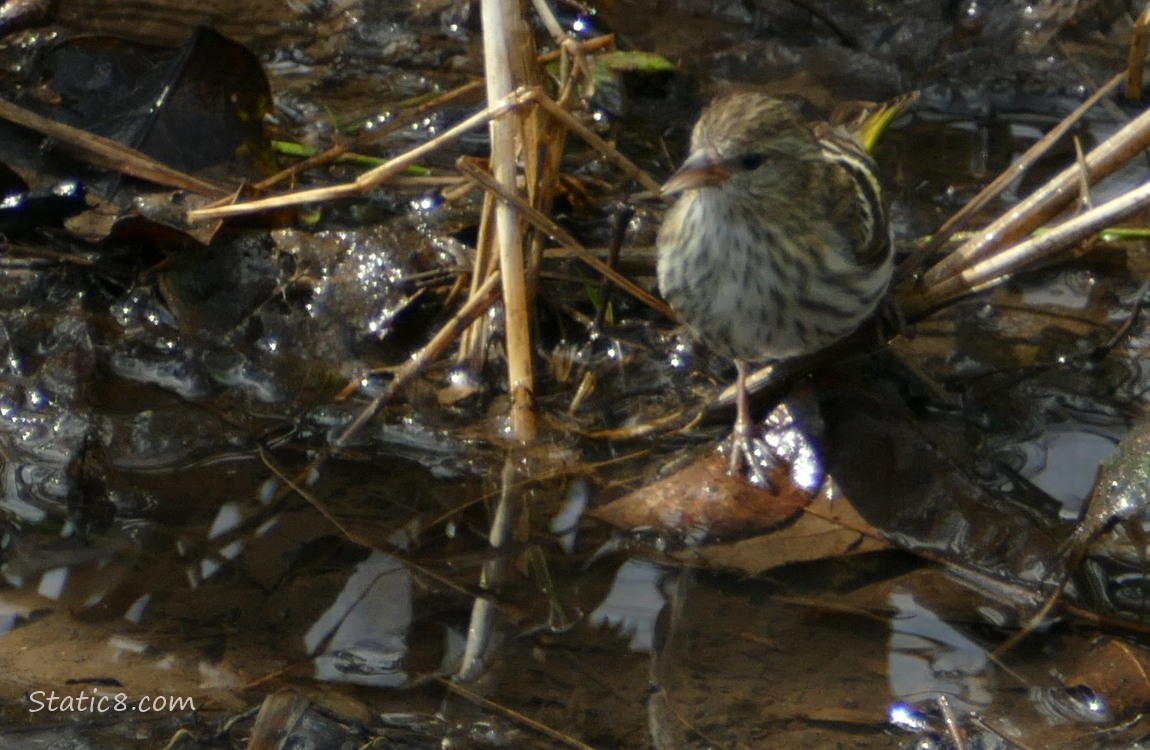 Pine Siskin standing near a puddle