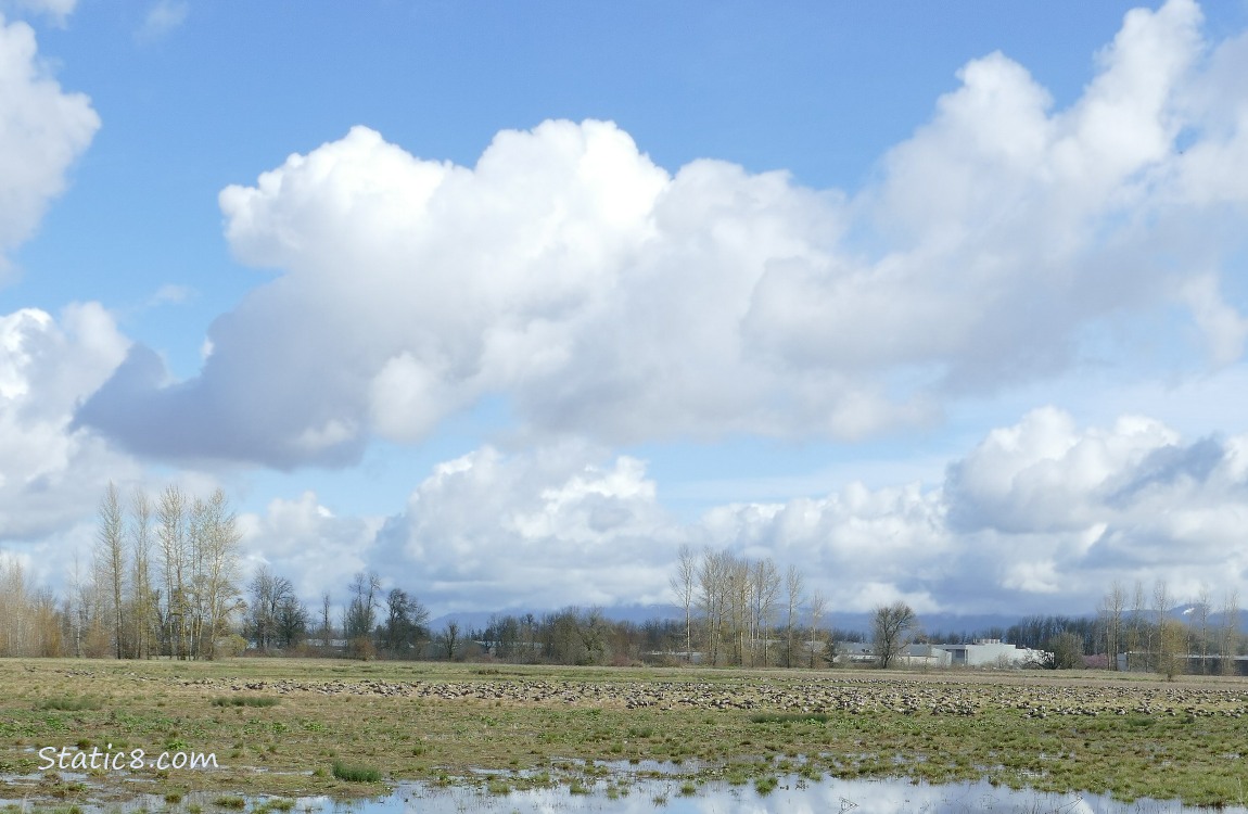 Clouds over a grassy area at the edge of the pond