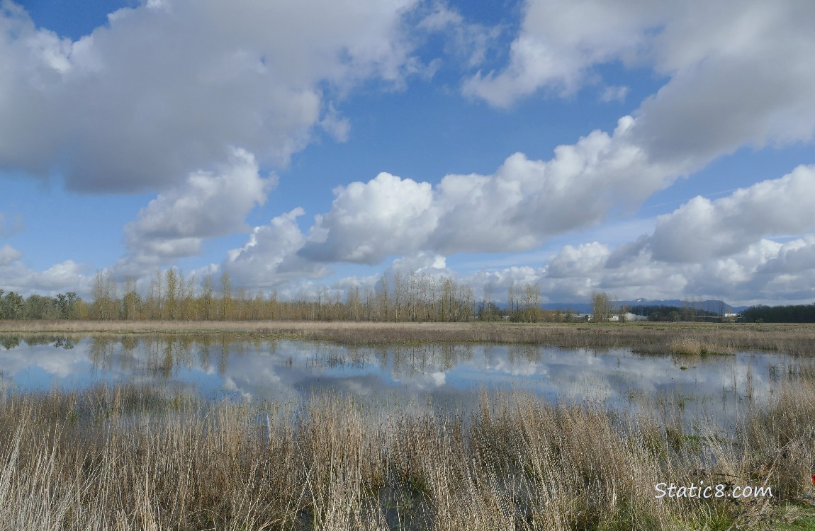 White puffy clouds over a reflecting pond with trees in the distance