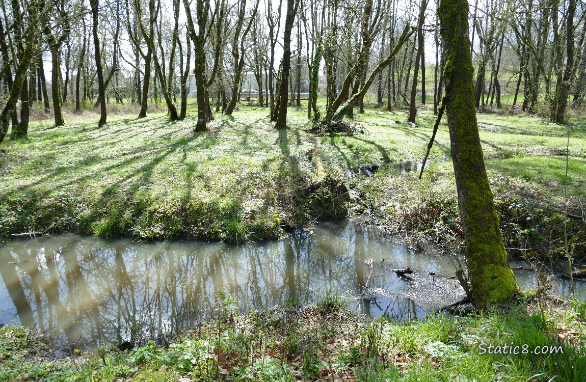 Trees beyond a small pond