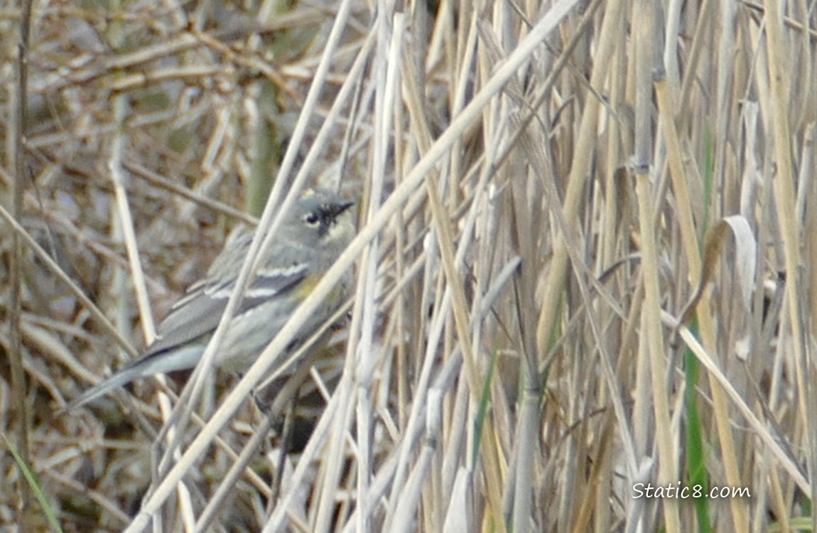 Yellow Rump Warbler behind tall dried grasses