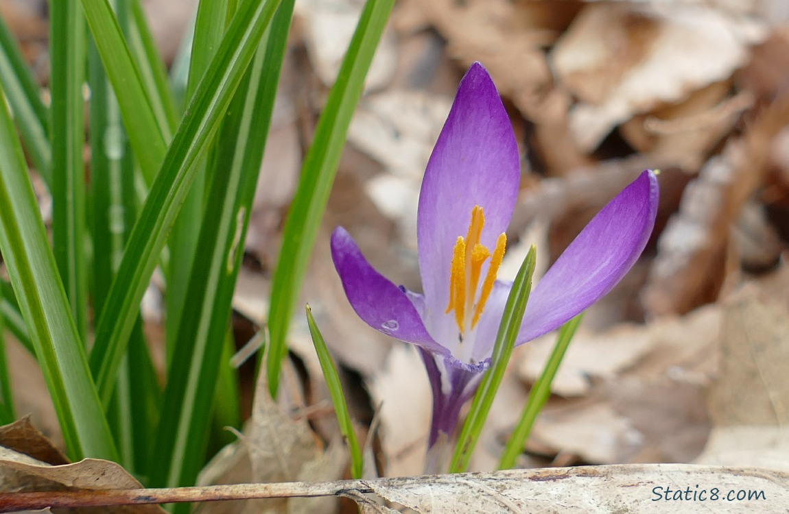 Purple Crocus bloom next to green leaves