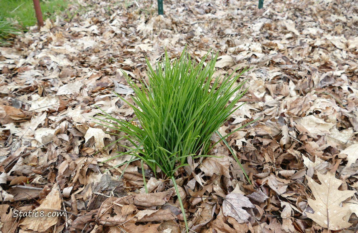 patch of green leaves coming up thru leaf mulch