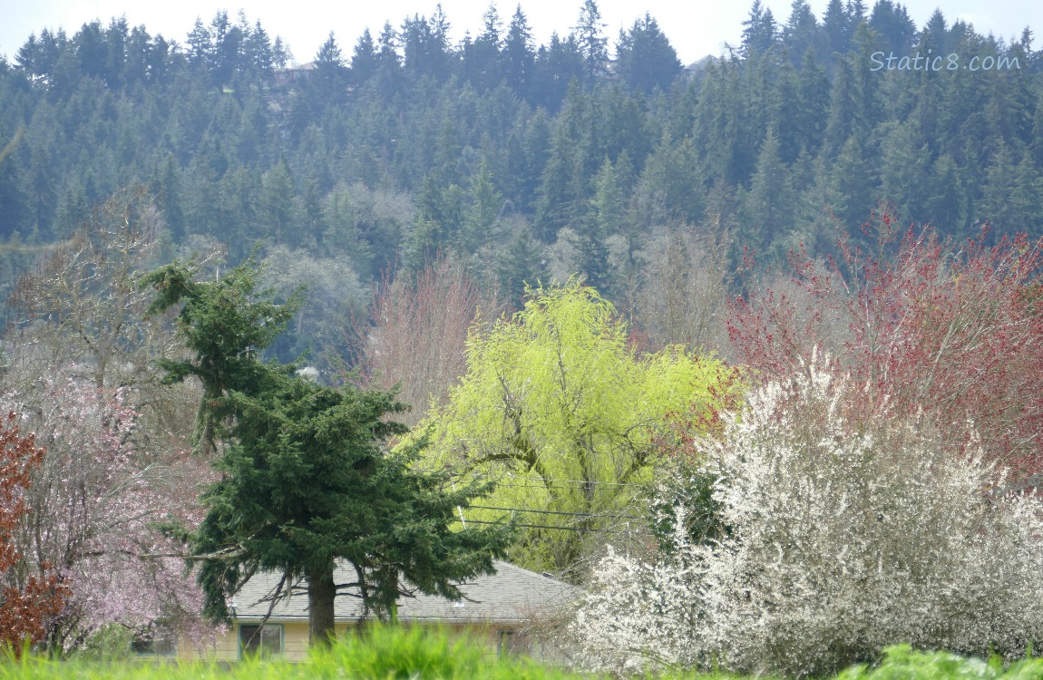 Spring trees in pink, white and spring green