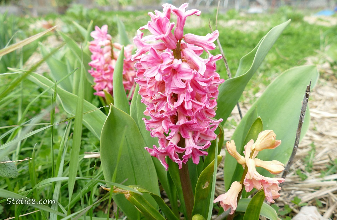 Pink Hyacinth bloom in the grass