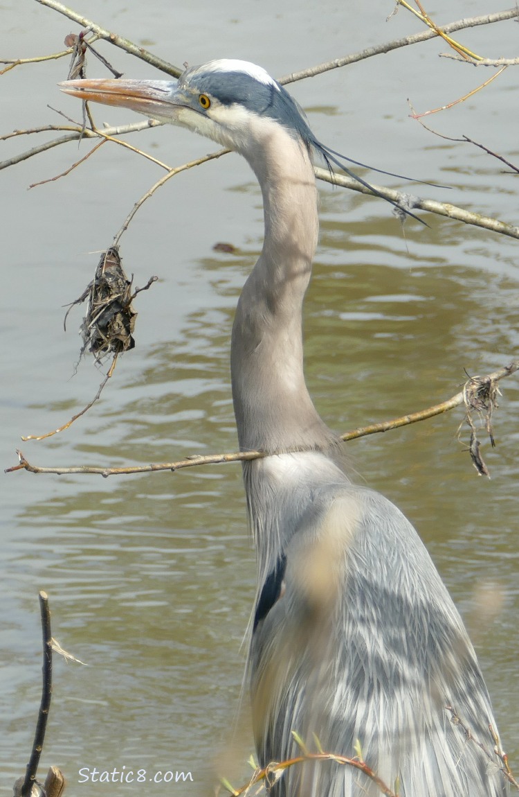 Great Blue Heron with water in the background, a stick across her lower neck