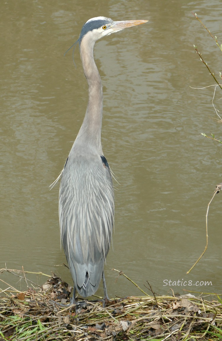 Great Blue Heron standing in front of the water