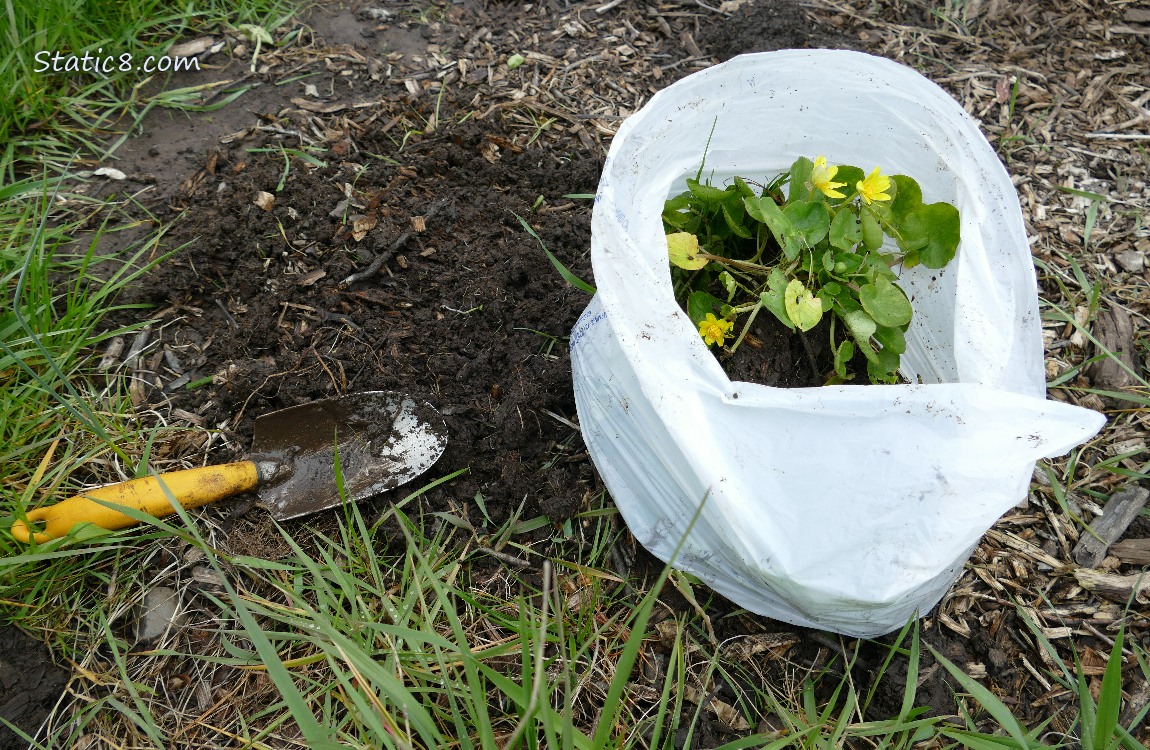 invasives bagged up and sitting on the grass