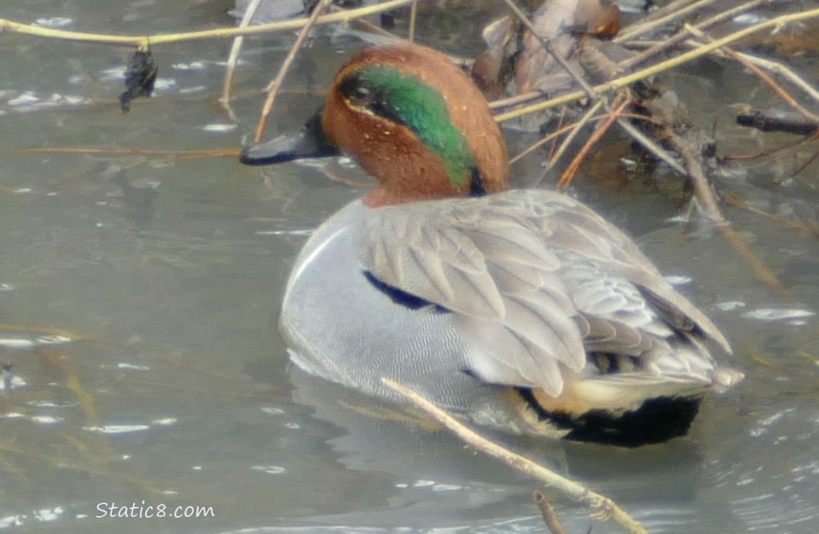 Green Wing Teal paddling on the water