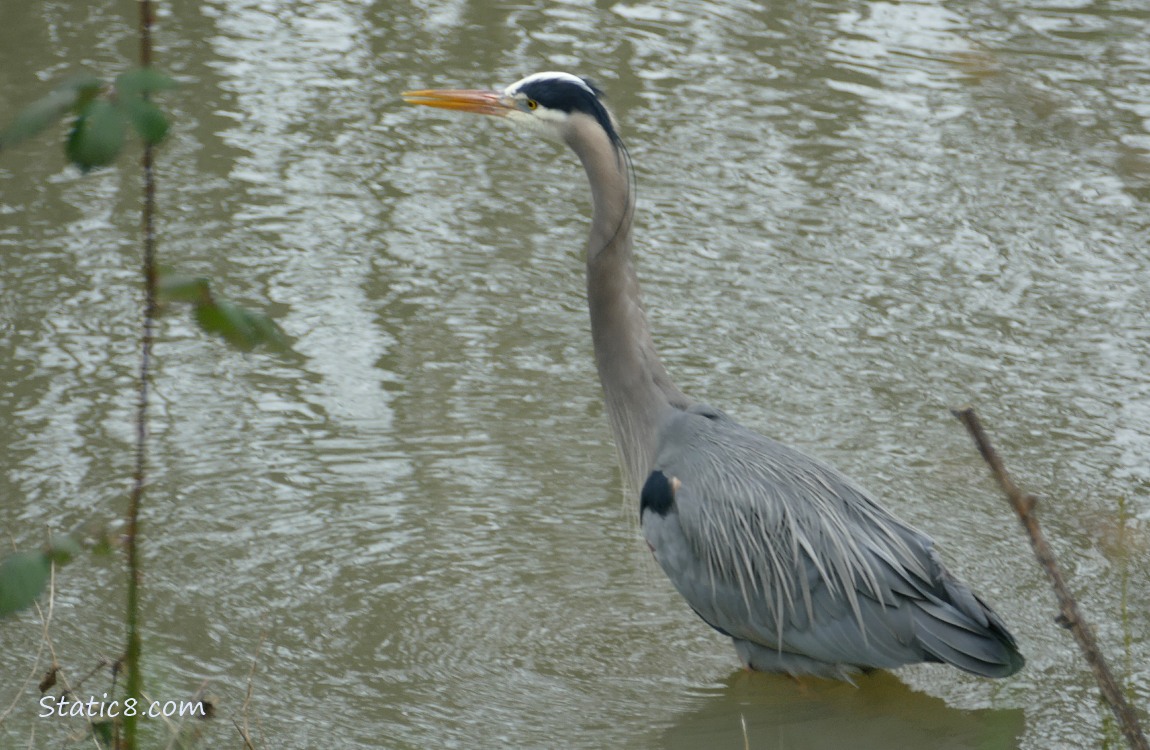 Great Blue Heron standing in shallow water