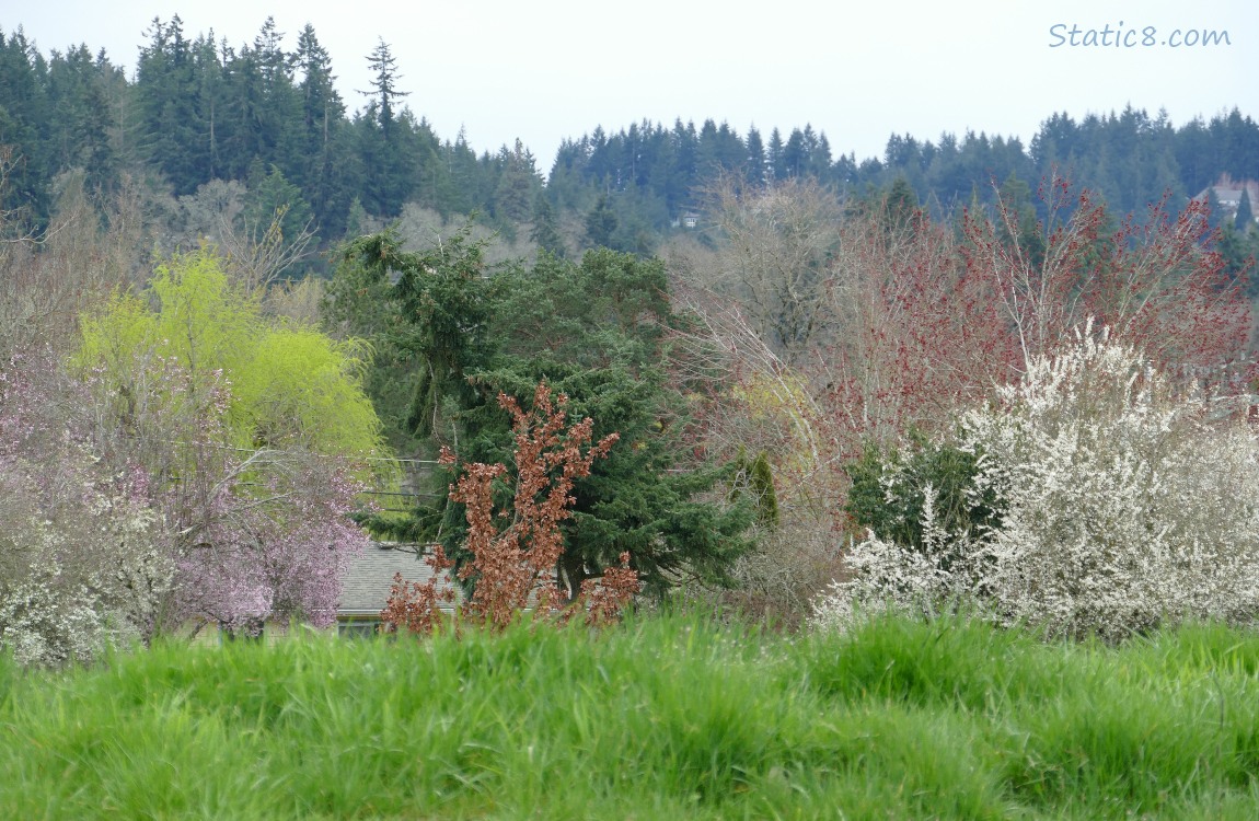 spring coloured trees