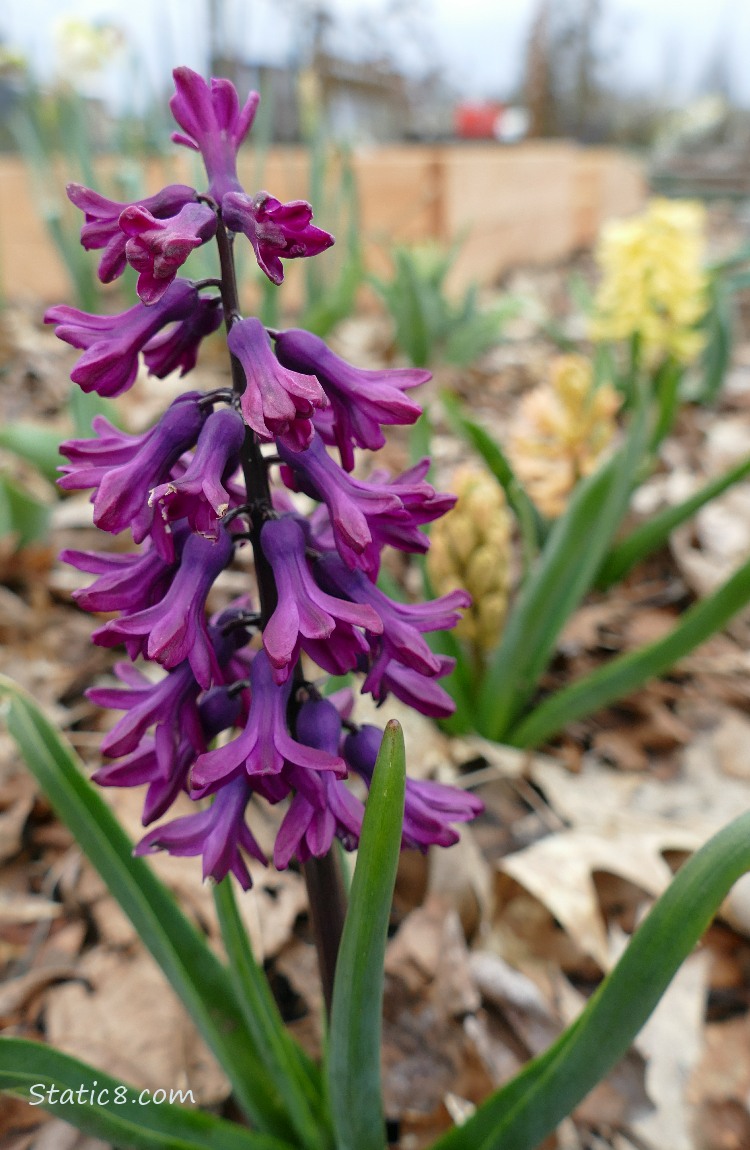 Purple Hyacinth bloom with yellow blooms in the background