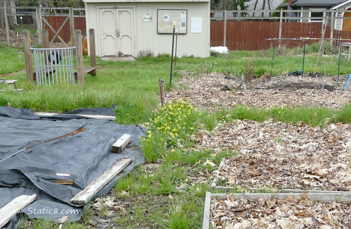 Garden plot with Lesser Celandine growing in the corner