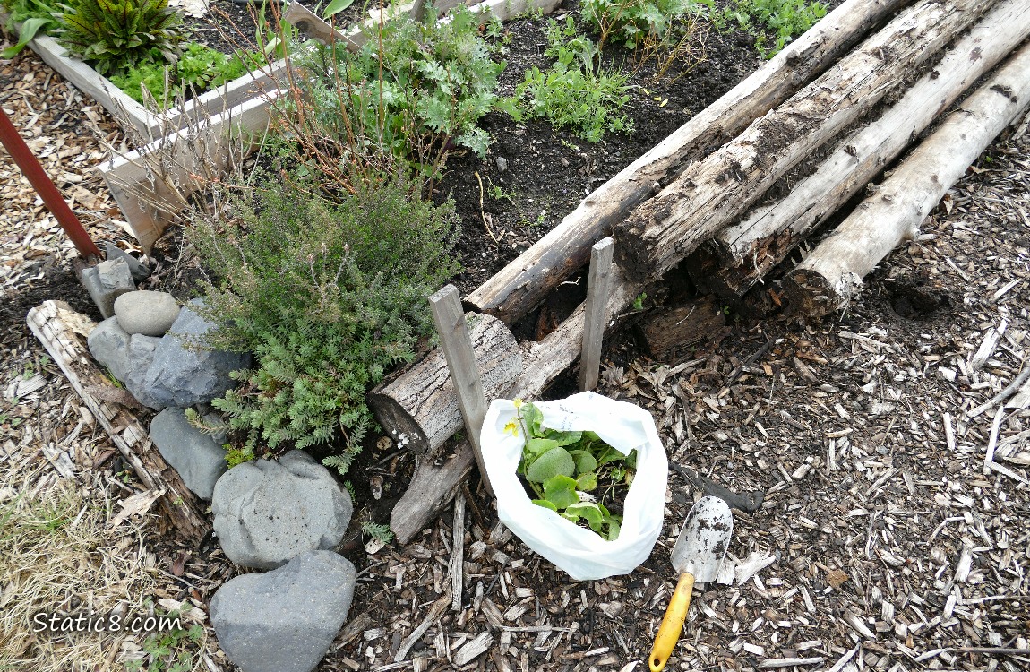 Garden bed with a white trash bag filled with plants