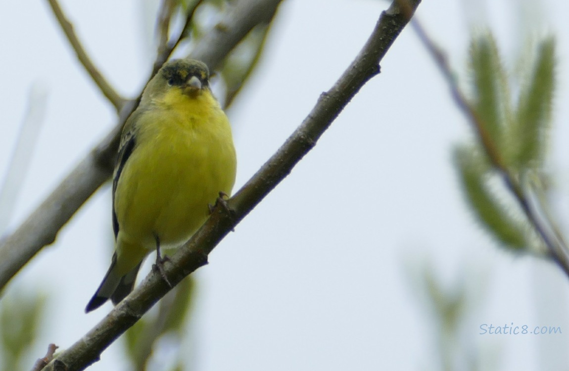 Lesser Goldfinch standing on a twig with grey sky behind