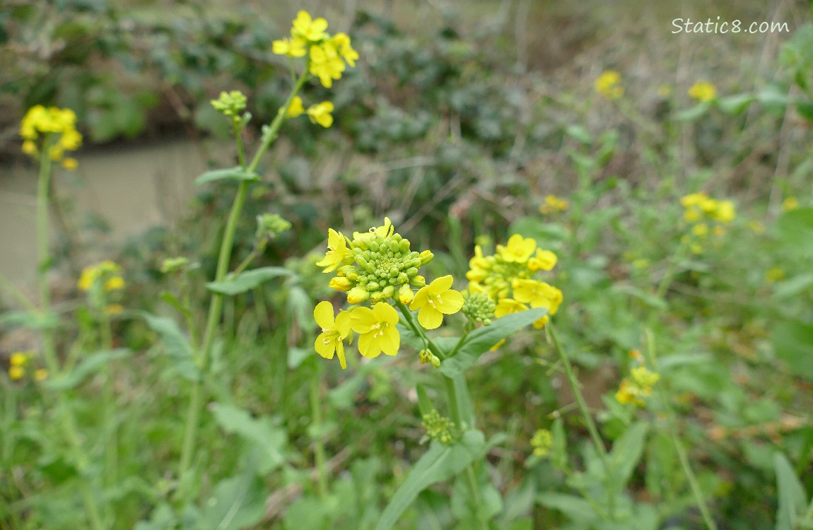 Mustard blooms