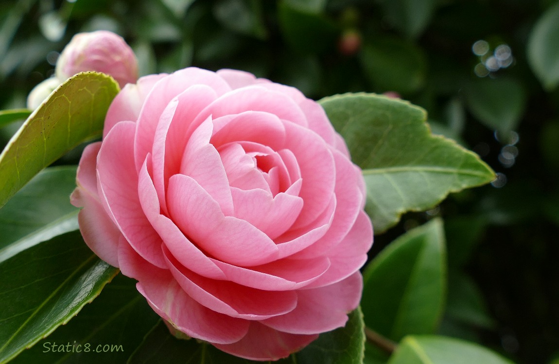 Pink Camellia bloom