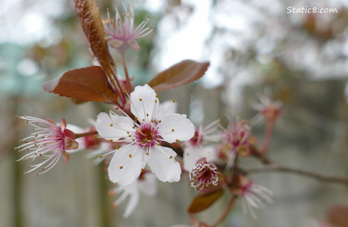 Cherry Blossoms
