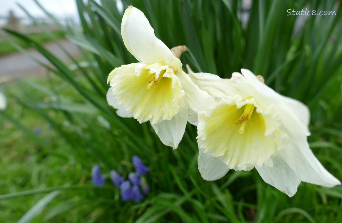 Pale yellow Daffodil blooms with Grape Hyacinths under them
