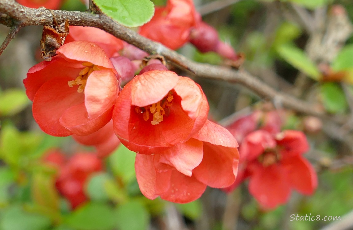 Flowering Quince blooms