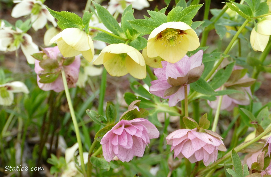 Lenten Rose blooms in yellow and pink