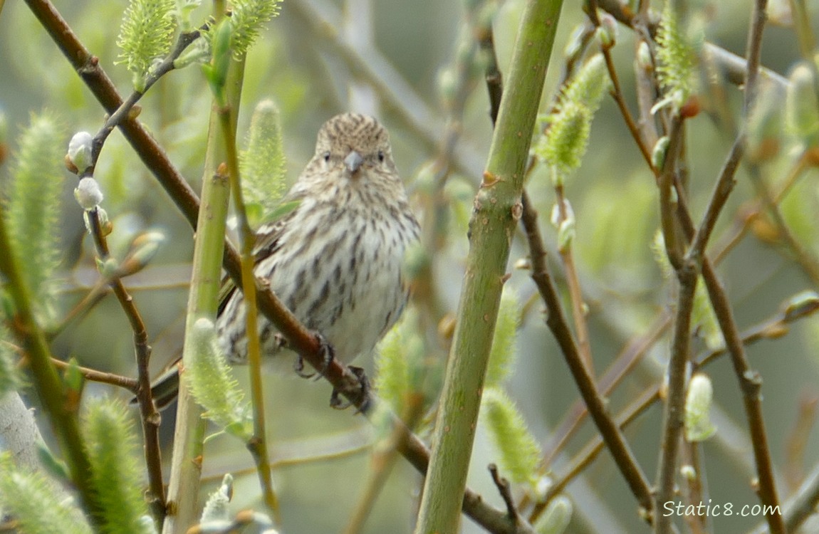 Pine Siskin standing on a twig surrounded by willow catkins