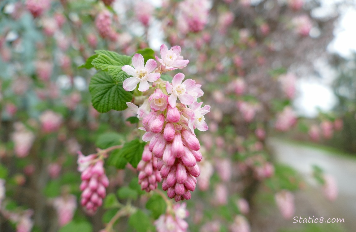Red Flowering Currant blooms