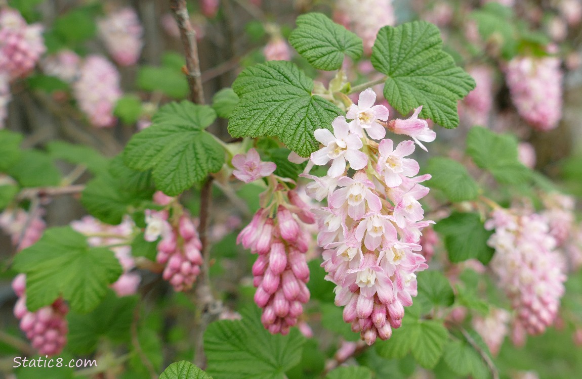 Red Flowering Currant blooms