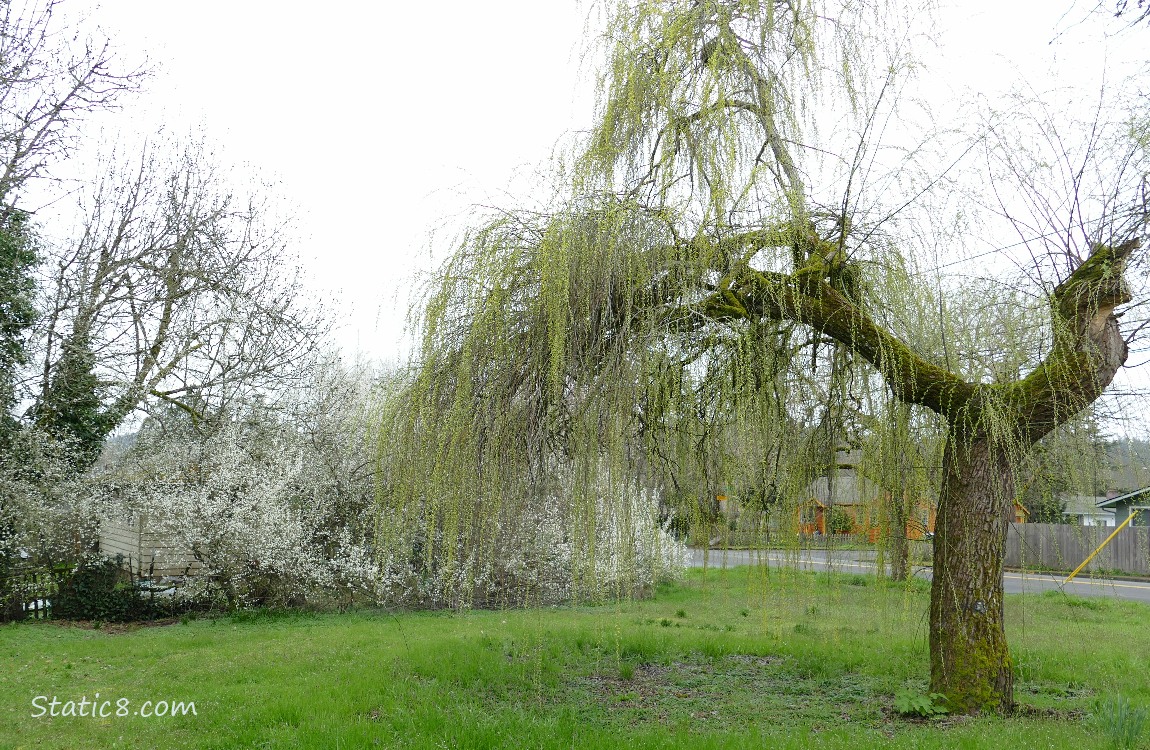 Weeping Willow tree just budding out with a cherry tree blooming behind