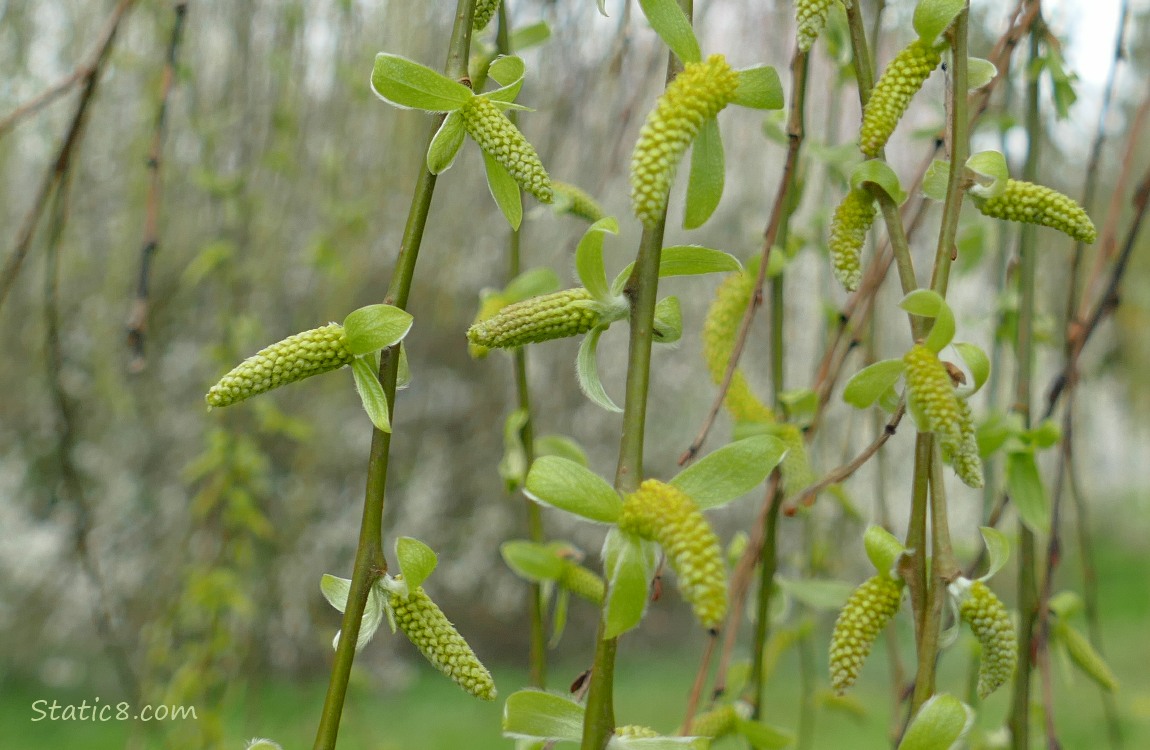 Willow tree budding out