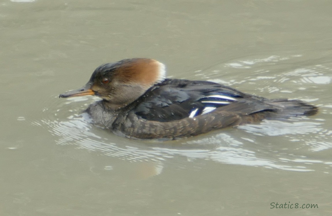 Female Hooded Merganser paddling on the water