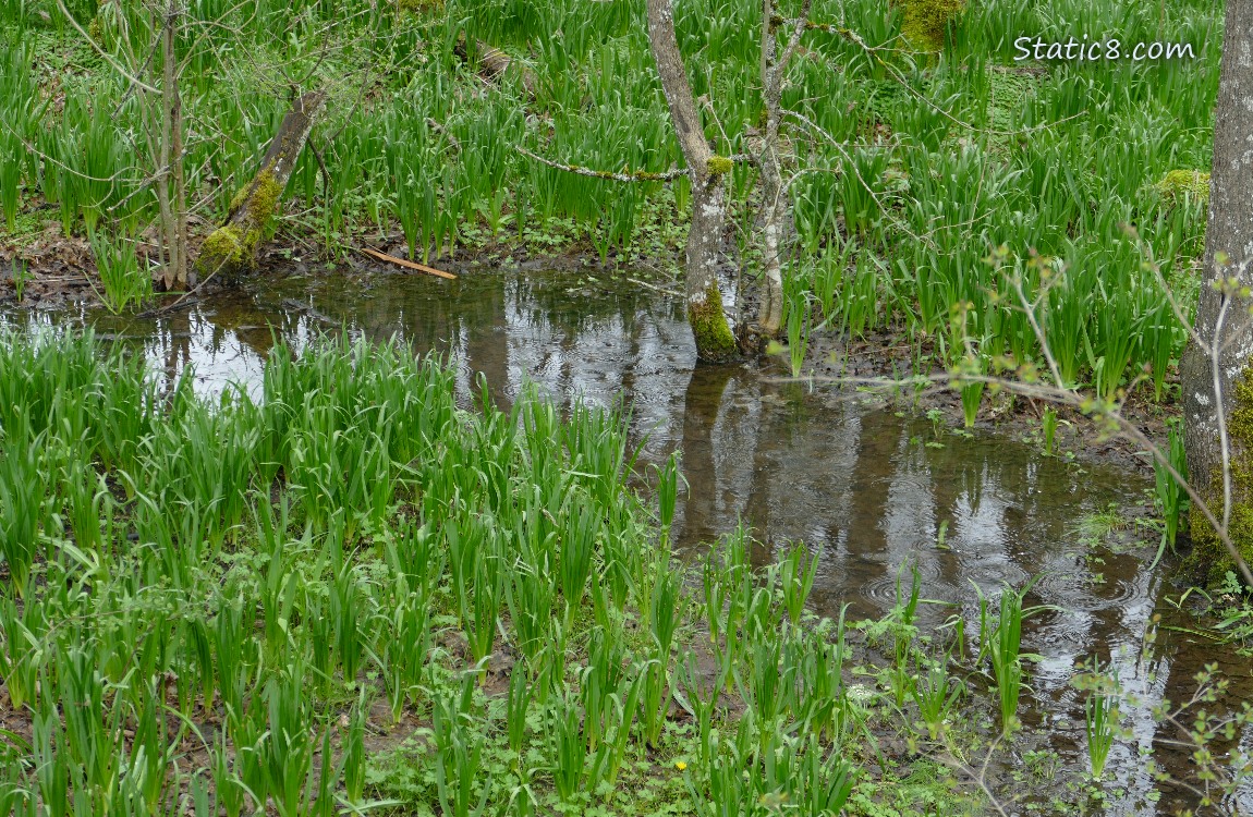 Little pond under a tree