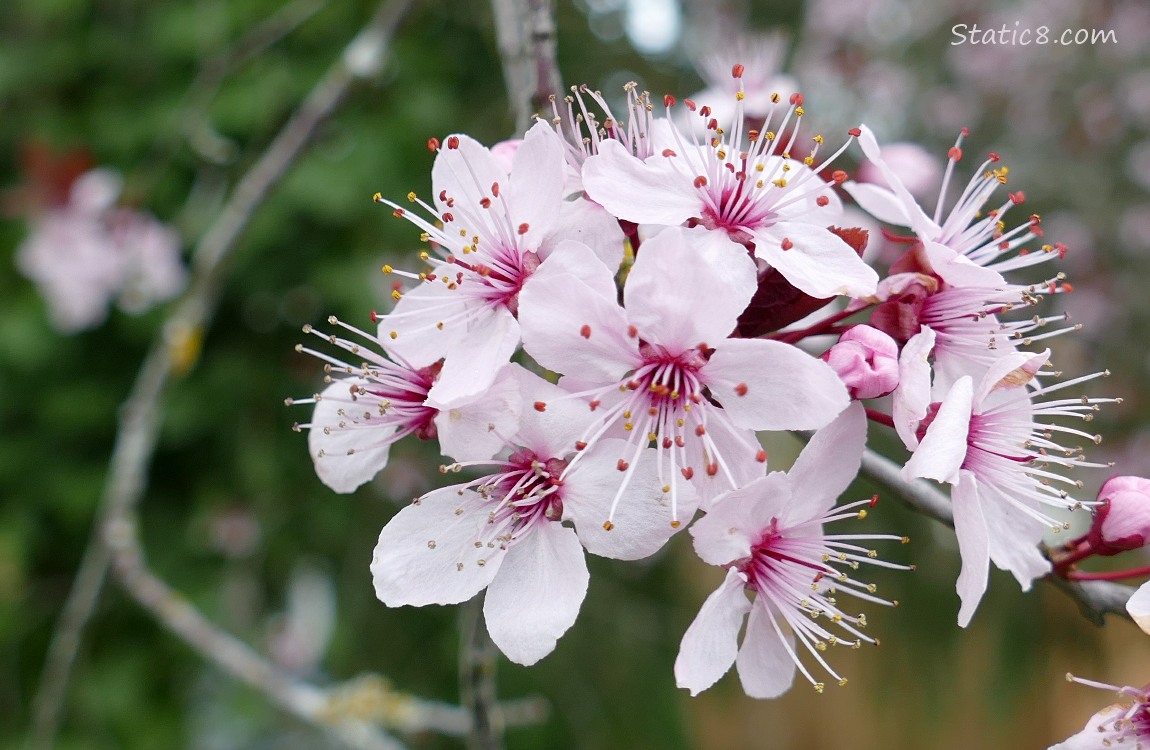 Cherry blossoms