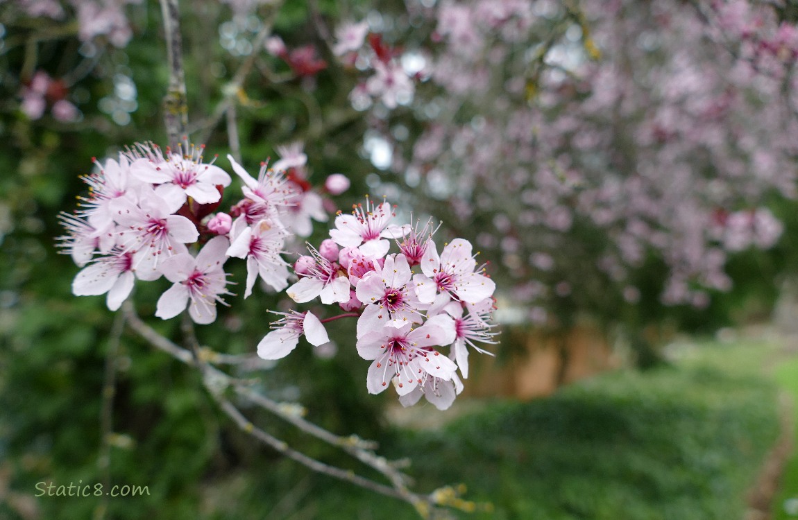 Cherry Blossoms