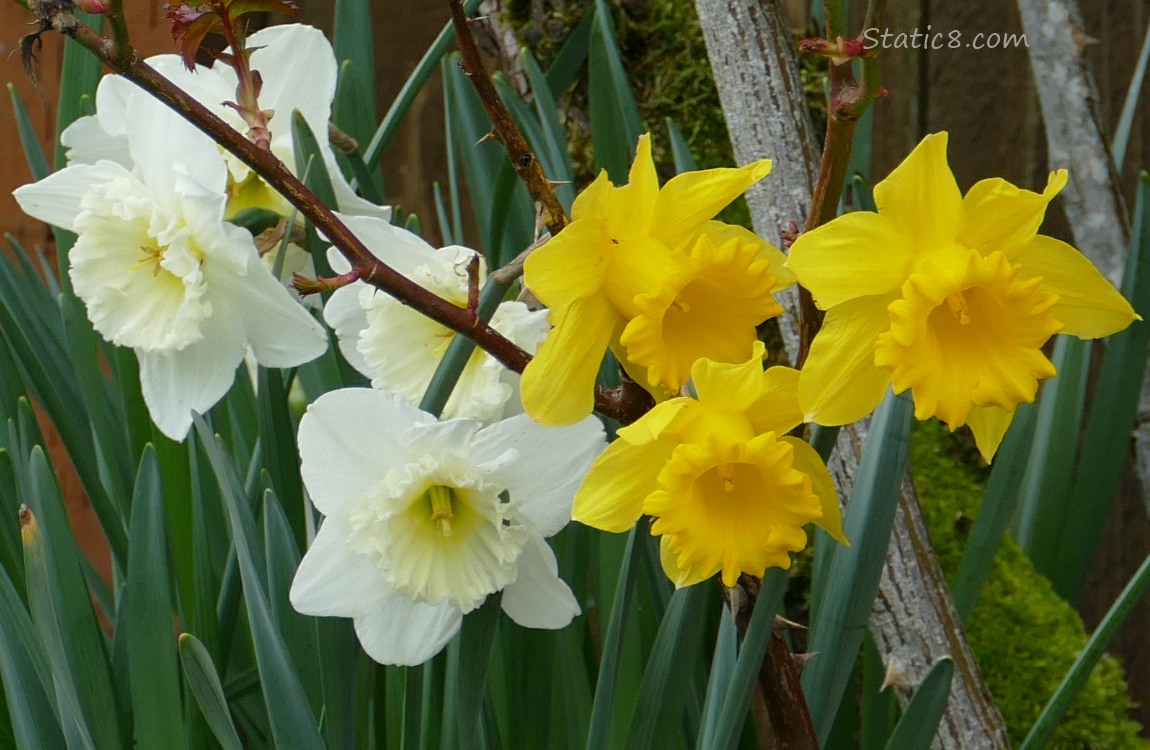 Daffodil blooms